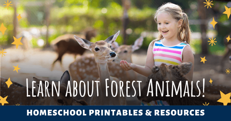 Discover The Wonders Of Forest Animals