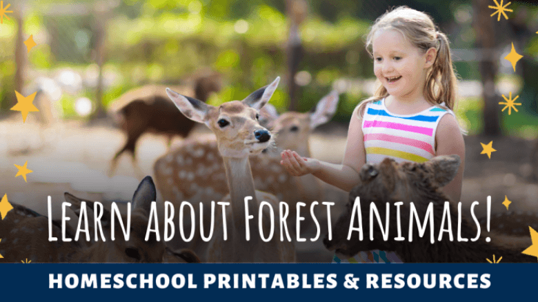 Discover The Wonders Of Forest Animals